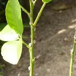 limone