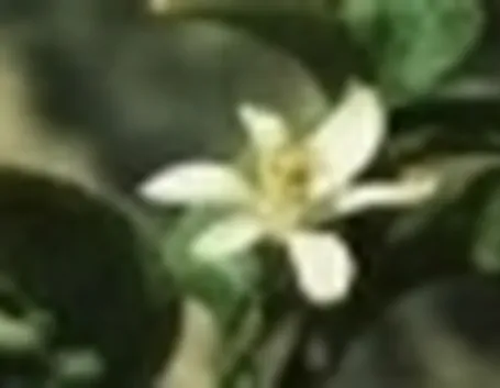 limone