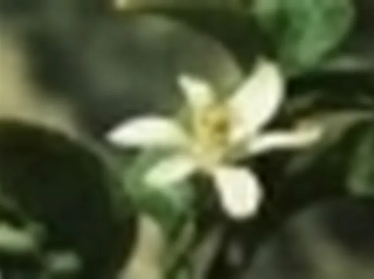 limone