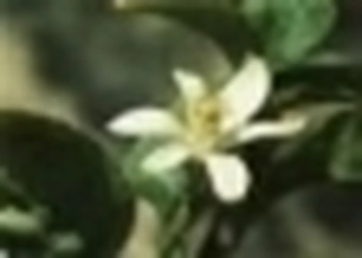 limone