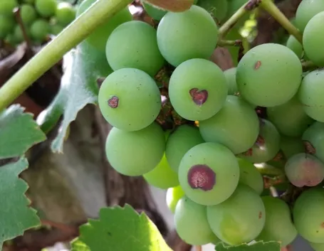 Antracnosi su grappolo
