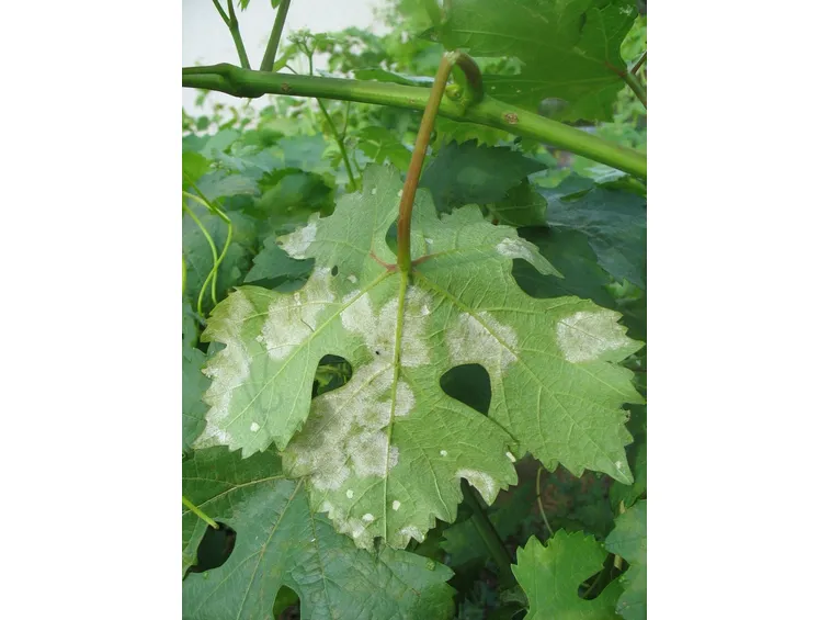 Danni della peronospora sulla foglia della vite