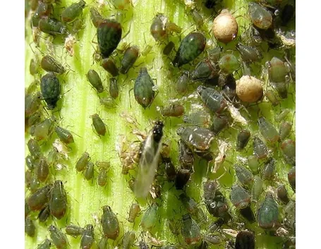 Vari stadi di sviluppo