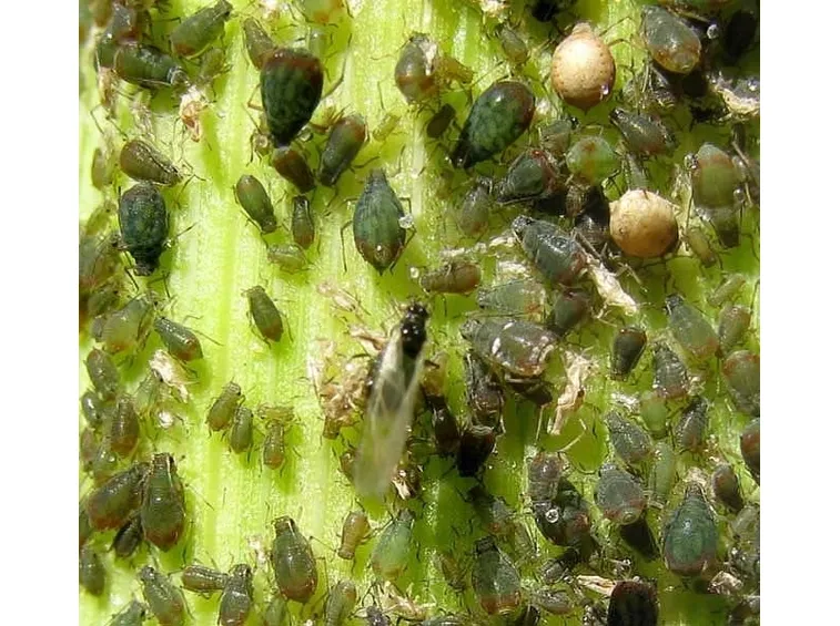 Vari stadi di sviluppo