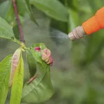 Bolla pesco