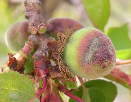 Sintomi di Corineo su frutti