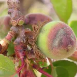 Sintomi di Corineo su frutti