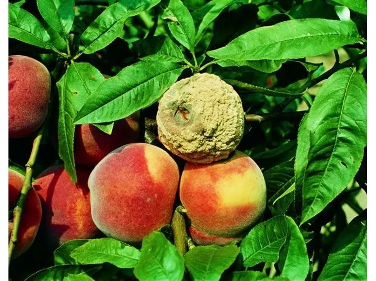 Pesche affette da monilia