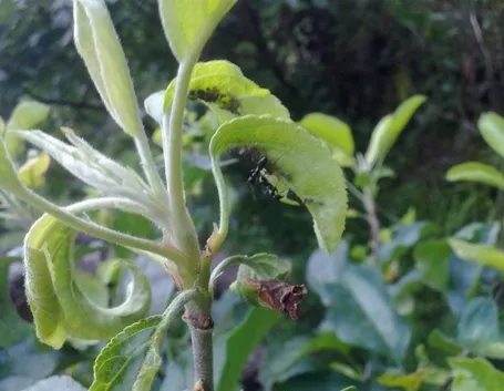 Pianta colpita dagli afidi