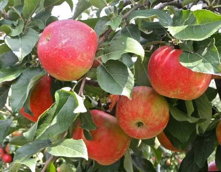 Frutteto con alberi di mele