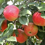 Frutteto con alberi di mele
