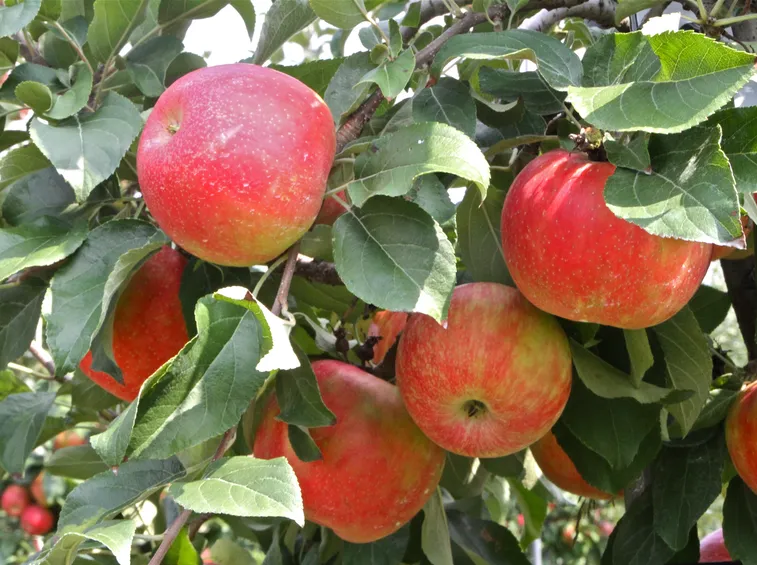 Frutteto con alberi di mele
