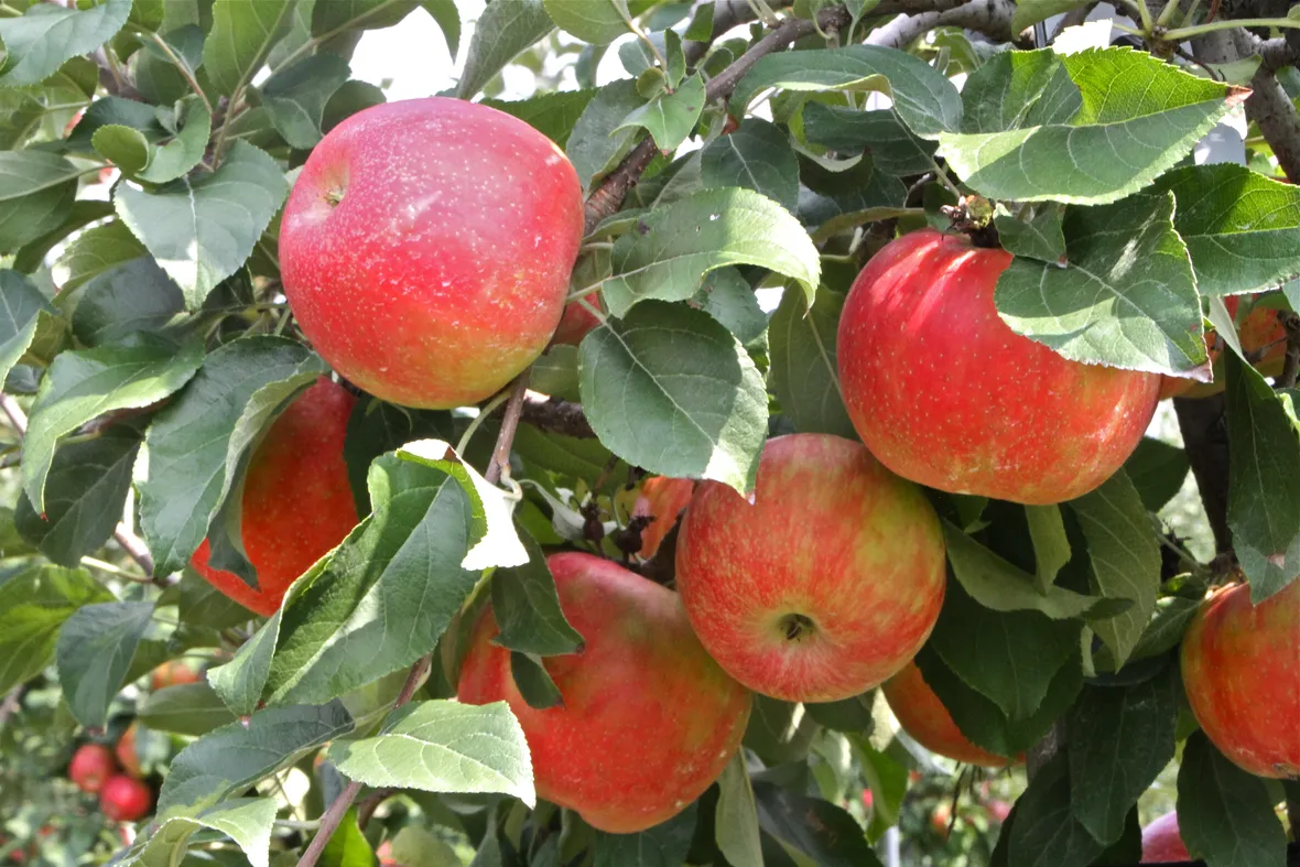 Frutteto con alberi di mele
