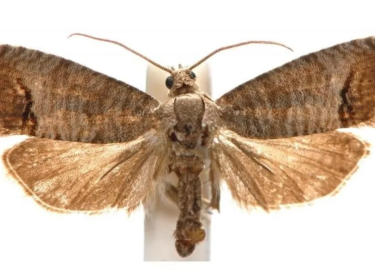 Adulto di carpocapsa