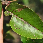 Pianta attaccata dalla cocciniglia di San Josè