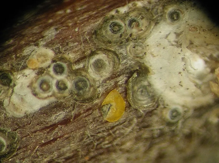 attacco cocciniglia di San Josè