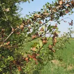 Colpo di fuoco batterico