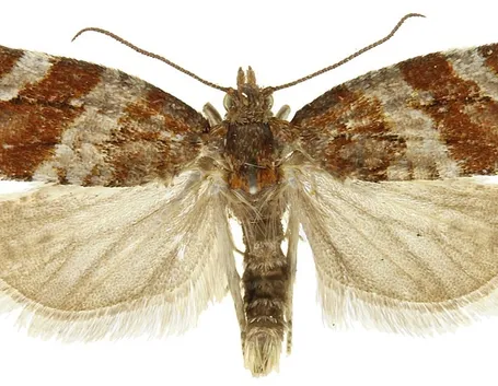 Maschio di eulia