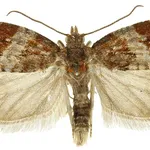 Maschio di eulia