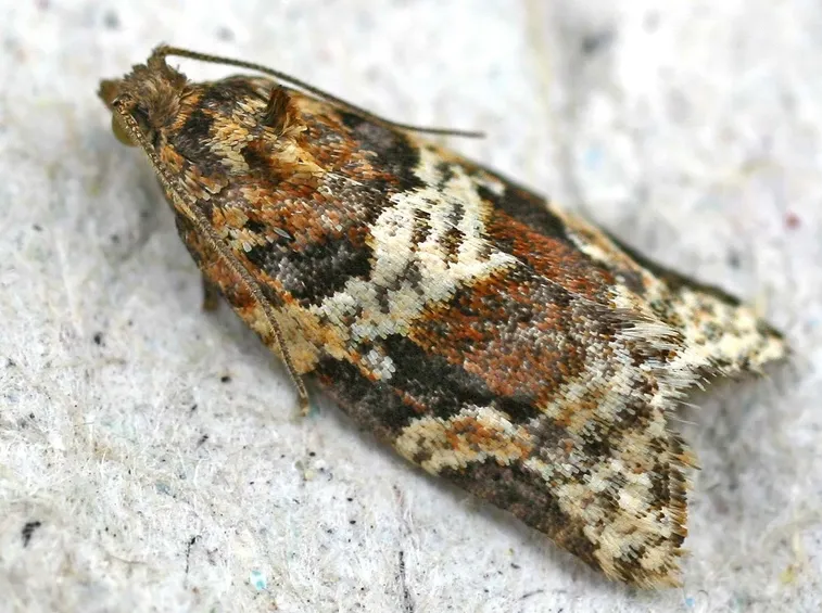 Eulia