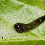 larva della limacina