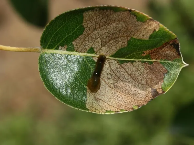foglie danneggiate dalla limacina