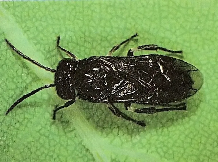 limacina caliroa adulta su foglia di pero