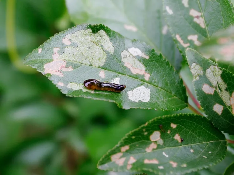 foglia attaccata da larve di limacina