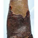 Segni di marciume del colletto