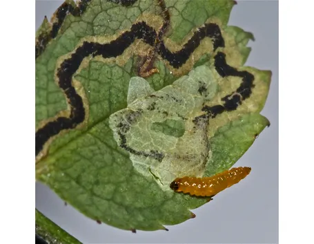Larva di Nepticula del melo