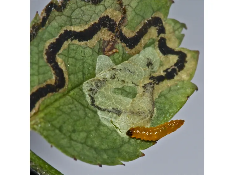 Larva di Nepticula del melo