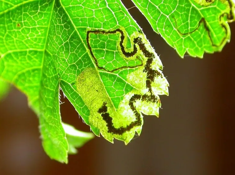 Nepticula del melo