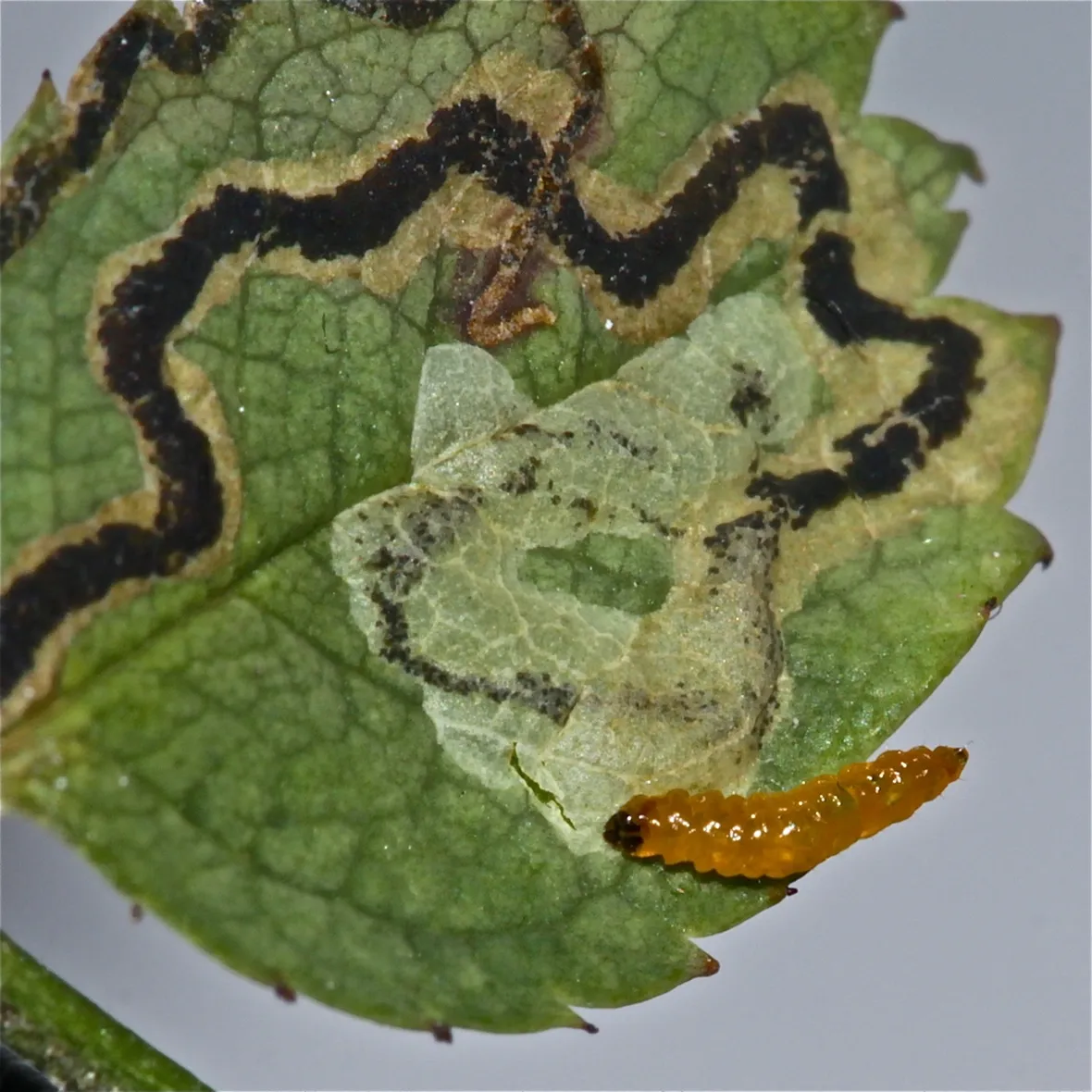 Larva di Nepticula del melo