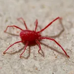 ragnetto rosso comune