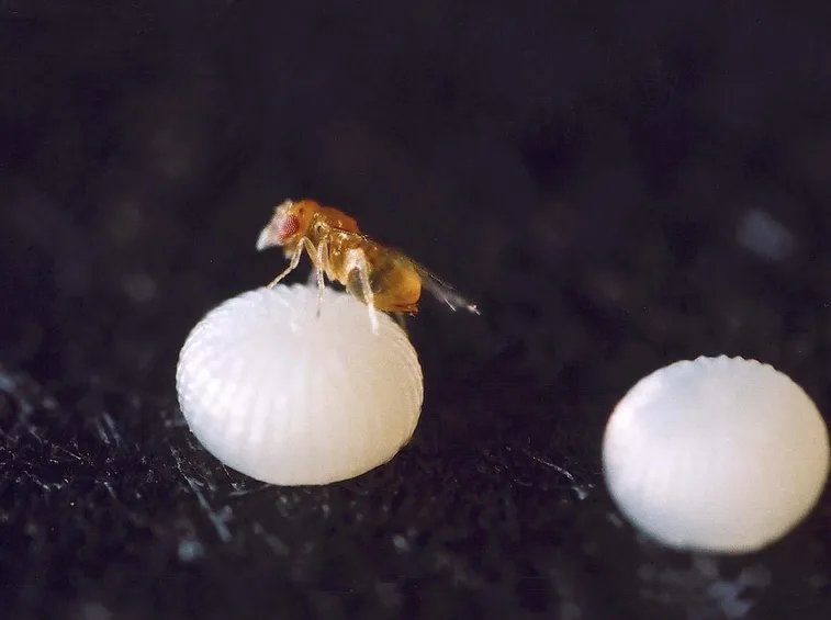 Esemplare di Trichogramma