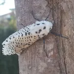 Esemplare adulto di rodilegno giallo