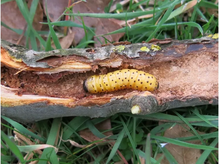 Rodilegno giallo bruco