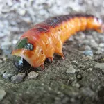 Larva di rodilegno rosso