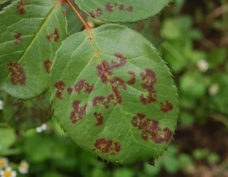 Macchie di ticchiolatura sulle foglie