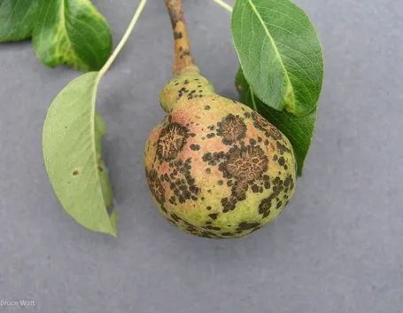 Foglie affette da ticchiolatura