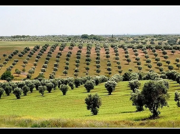 Un vasto oliveto in Grecia