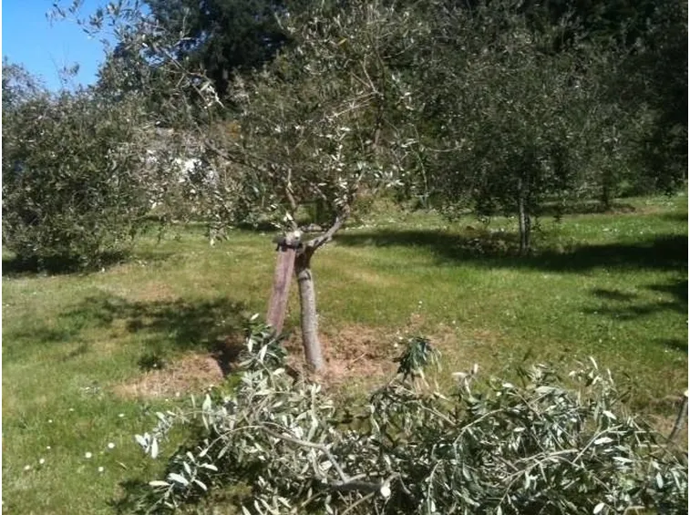 Operazioni di potatura di olivi