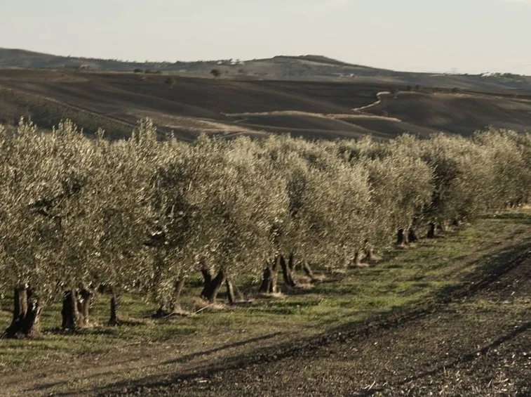 Filari di olivo ascolano