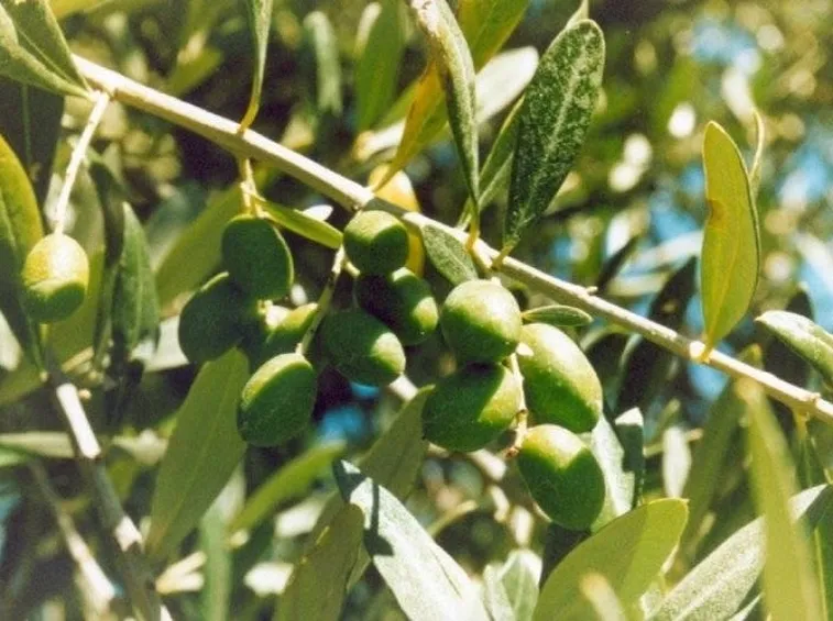 Ramo di olivo ascolano carico di frutti