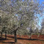 Olivo bianchera