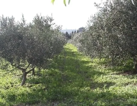 Pianta di olivo biancolilla