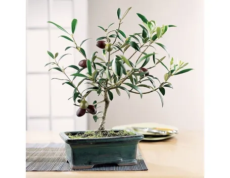 Olivo bonsai