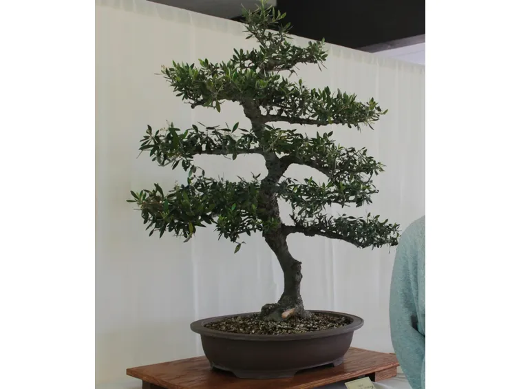Olivo bonsai in vaso ovale