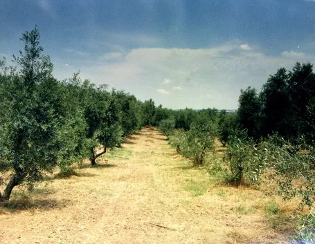 Oliveti di olivi canini