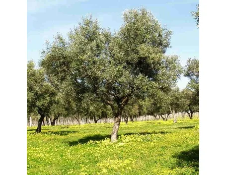Olivo carolea
